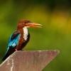 Lednacek hnedohlavy - Halcyon smyrnensis - White-throated Kingfisher 2899